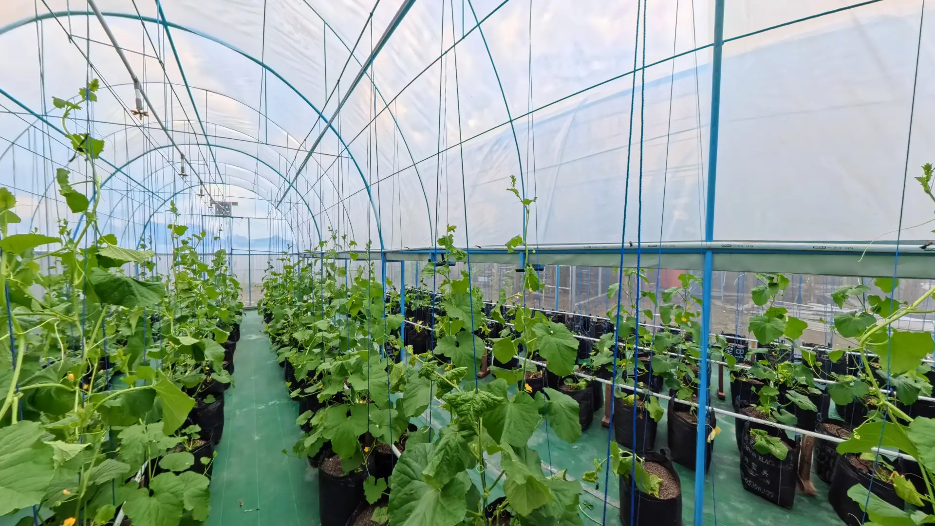 Green House